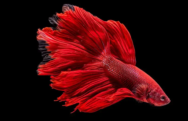 Betta fish