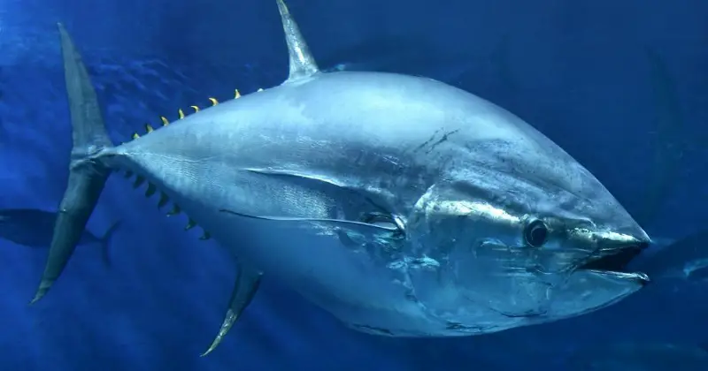 Bluefin tuna fish