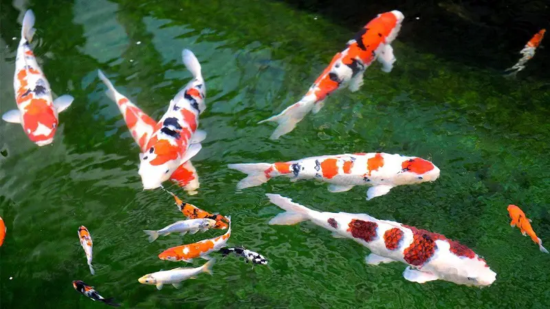 Koi Carp