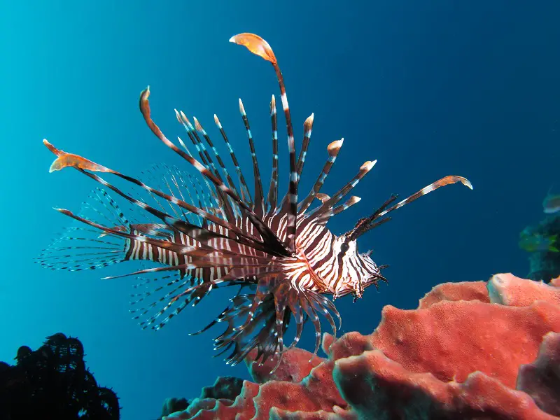 Lion fish