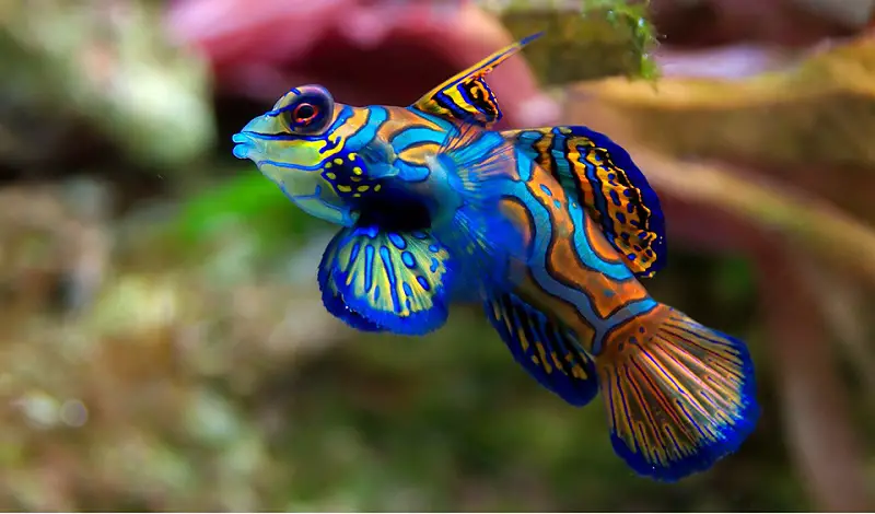 Mandarin fish