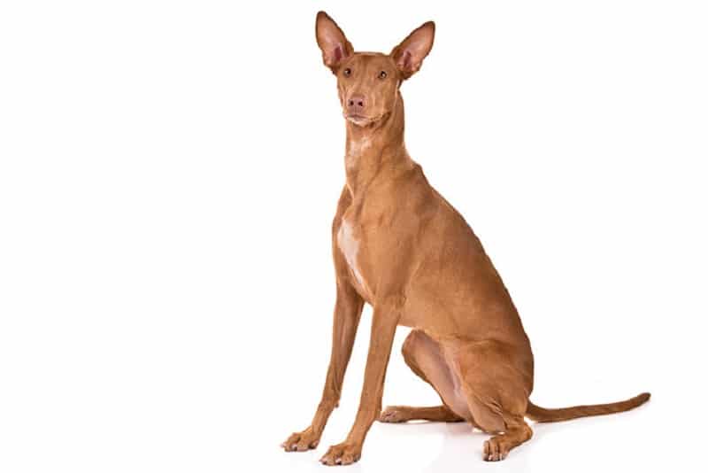 Pharaoh hound