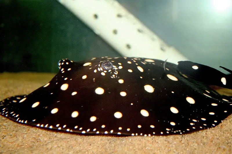 Polka-dot stingray