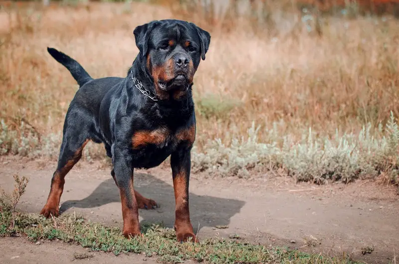 portrait of the big rottweiler dog