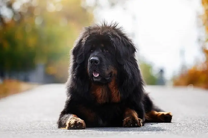 Tibetan mastiff