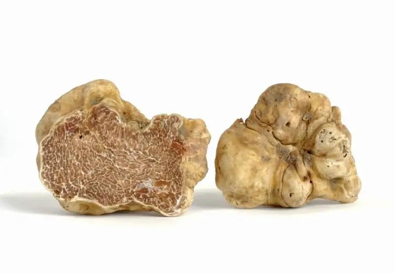 Italian White Truffle