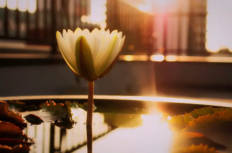 night-blooming-waterlily-missouri