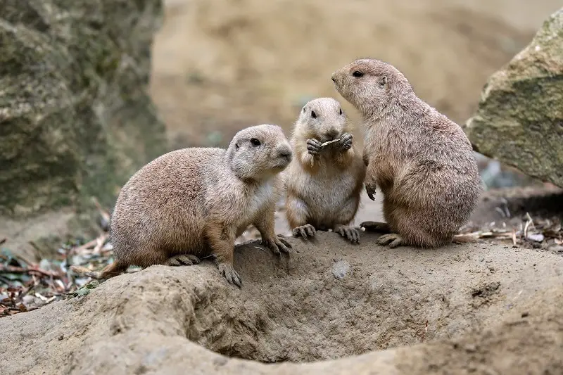 Cute prairie dogs