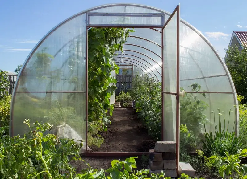 Greenhouse on small farm with plants