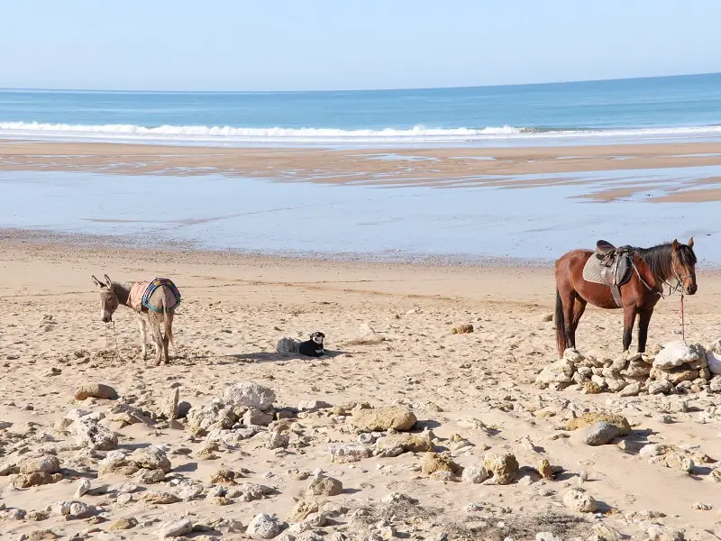 beach-of-sidi-kaouki-maroc