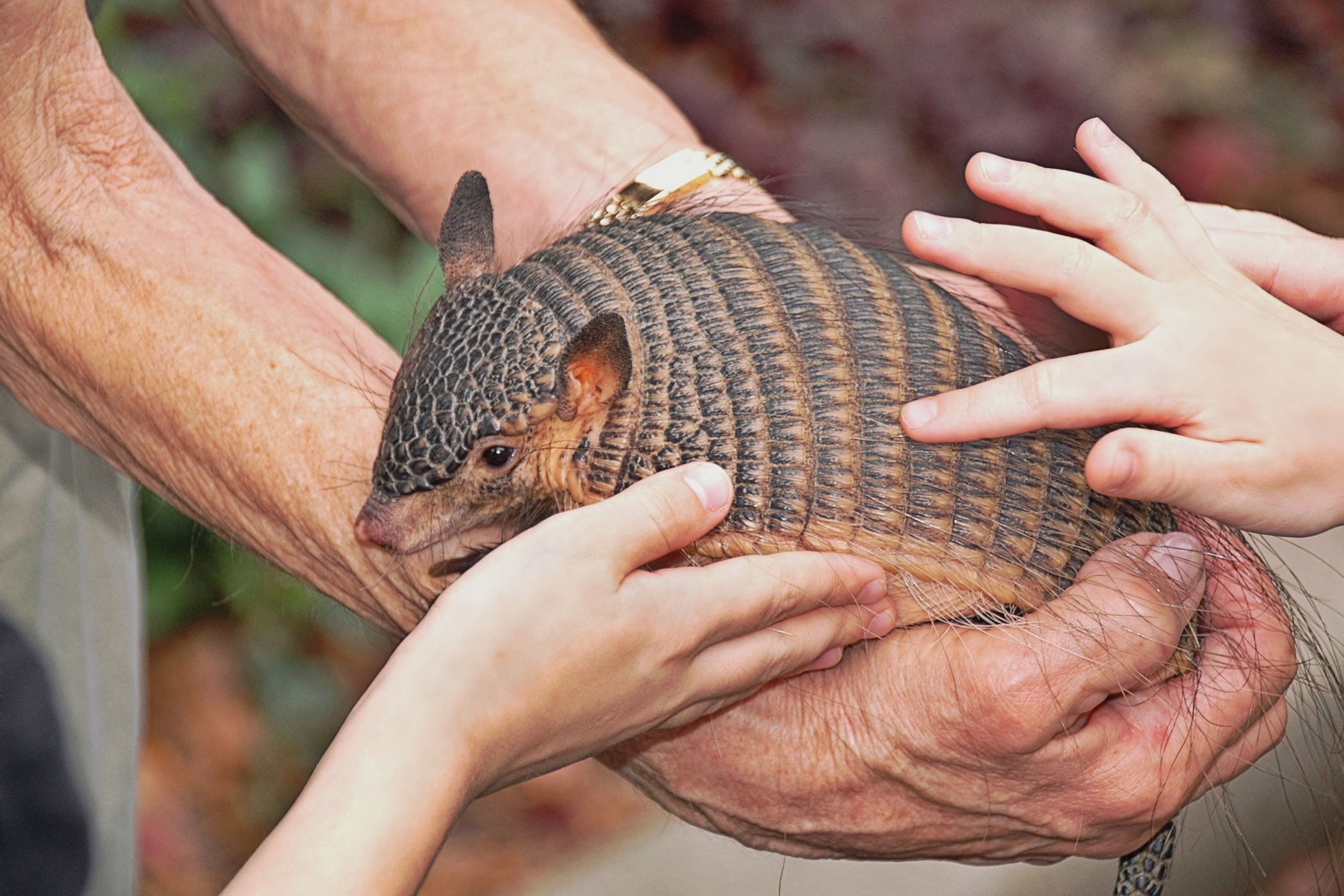 Adopt a pangolin